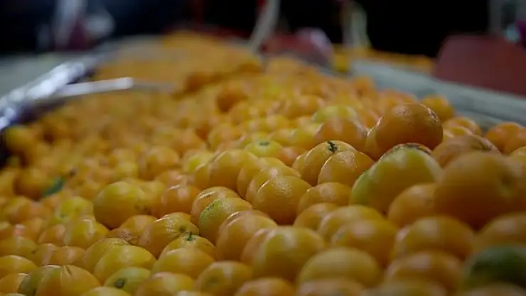 Yaş meyve ve sebze ihracatında aslan payı Akdeniz'in