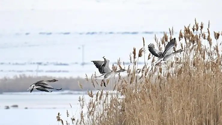 Yaban kazlarının sayısı arttı