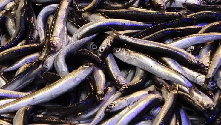 'Çok çabuk gelişen bir olay'