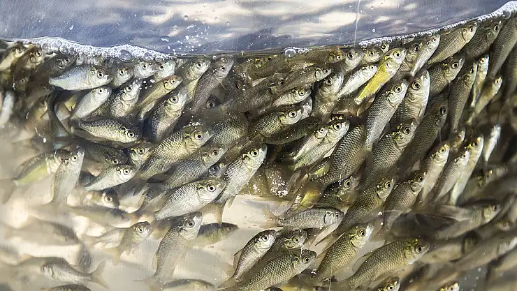 HEDEF 5 MİLYON YAVRU SAZAN ÜRETİMİ