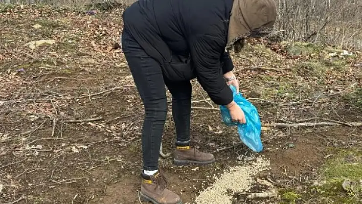 Yaban hayvanları için yem dağıtımı