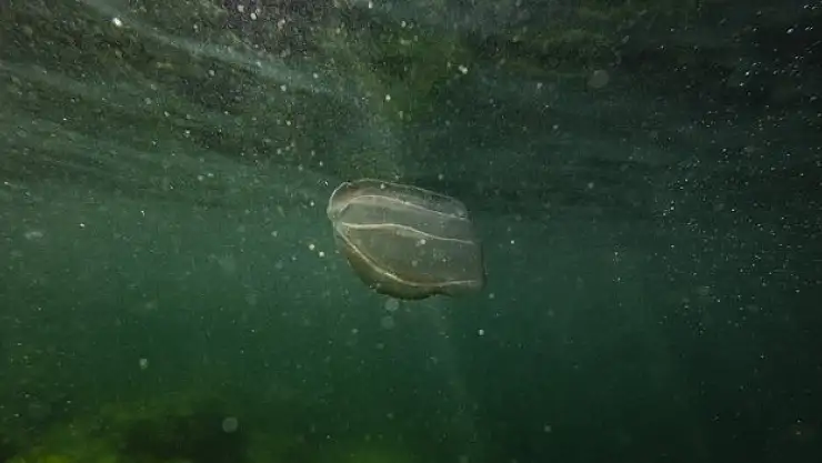 Balıkçılık Tehdit Altında