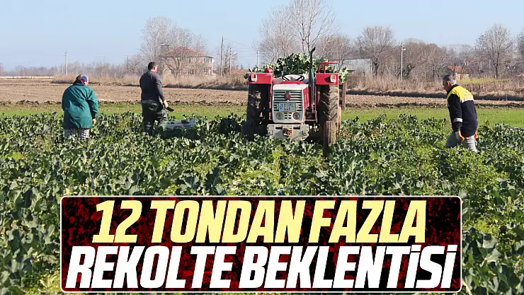12 tondan fazla rekolte beklentisi