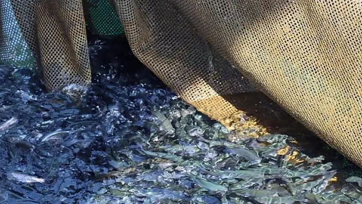 'Fırat'ın balıkları yurt dışında talep görüyor