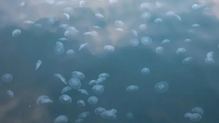 'Denizanası popülasyonu çok arttı'