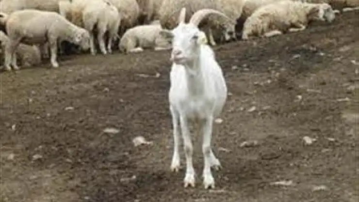 Hayvancılık Desteklemeleri