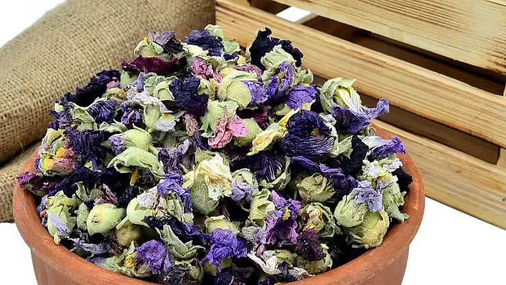 Derde Deva Hatmi Çiçeği