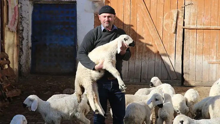 HEDİYE KOYUNLA HAYVANCILIĞA BAŞLADI