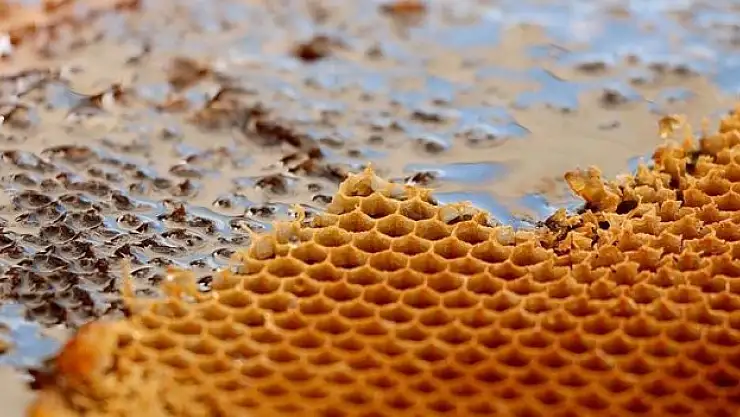 Türkiye'nin 2 aylık bal ihracatı 5,1 milyon dolar oldu