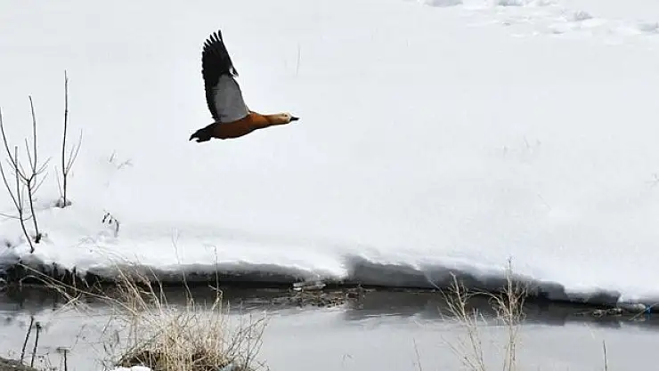 Buzlar çözülünce göçmen kuşlar Kars'a dönmeye başladı