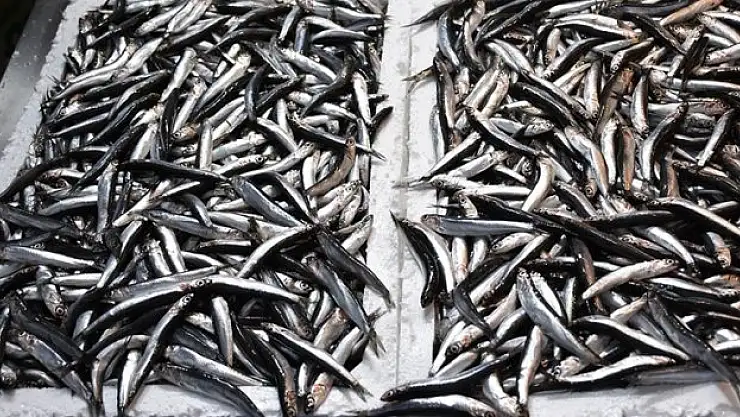 Türkiye'nin 2 aylık hamsi ihracatı 2,1 milyon doları aştı