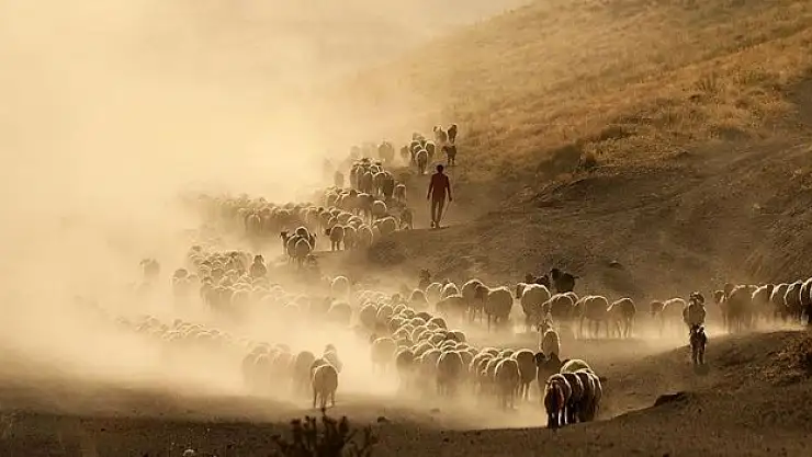 Hayvancılık destekleme ödemeleri cuma günü başlıyor