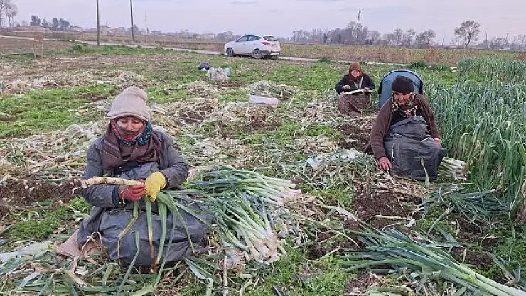 Pırasa hasadına son