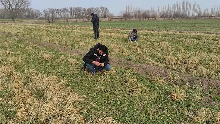 Yonca hortumlu böceği ile mücadele