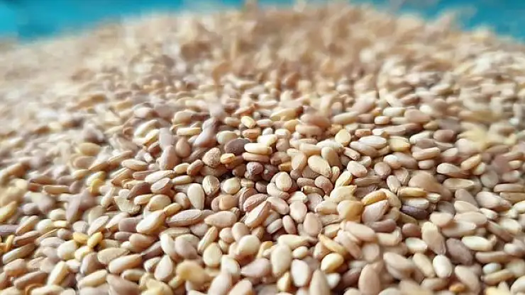 Türkiye'nin susam ihracatı 2024'e iyi başladı