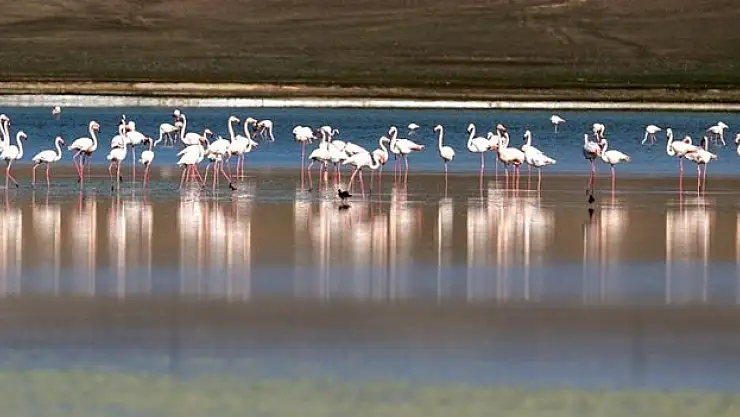 Flamingoların yaşam alanlarından Düden Gölü'nde su çekildi