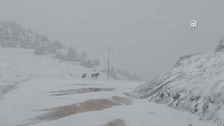 ARAZİDEKİ KURTLAR KAMERAYA  YANSIDI