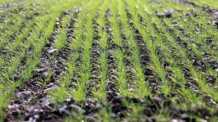 Hububatta gözler bahar yağmurlarına çevrildi