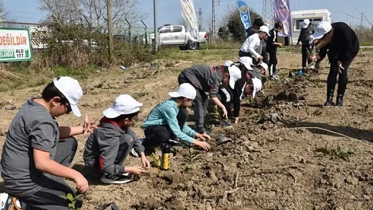 Bafra'da fidanlar toprakla buluştu
