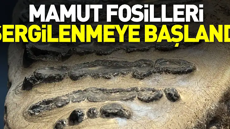 Mamut fosilleri sergilenmeye başlandı