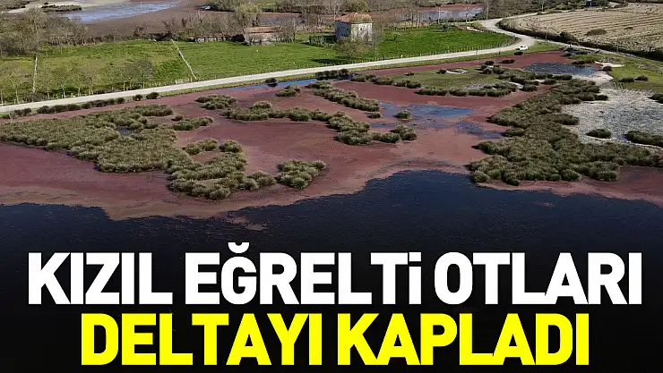Kızıl eğrelti otları Delta'yı kapladı