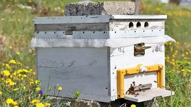 Sürdürülebilir tarımda bal arıları önemli rol oynuyor