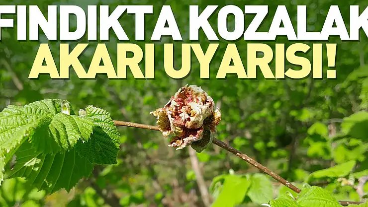 Fındıkta kozalak akarı uyarısı!