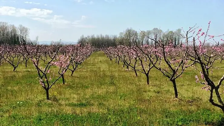 Meyve Bahçelerinde denetim