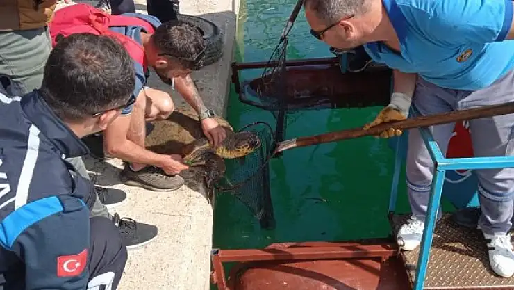 Ayaklarındaki misina çözülen caretta liman dışına götürülüp denize bırakıldı