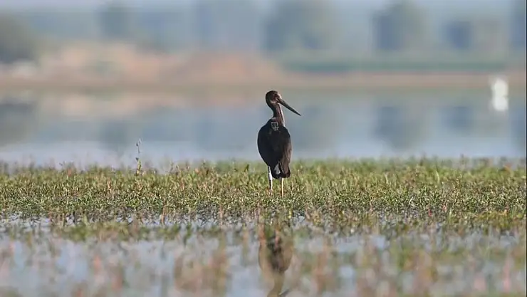 23 bin 794 kuş halkalandı