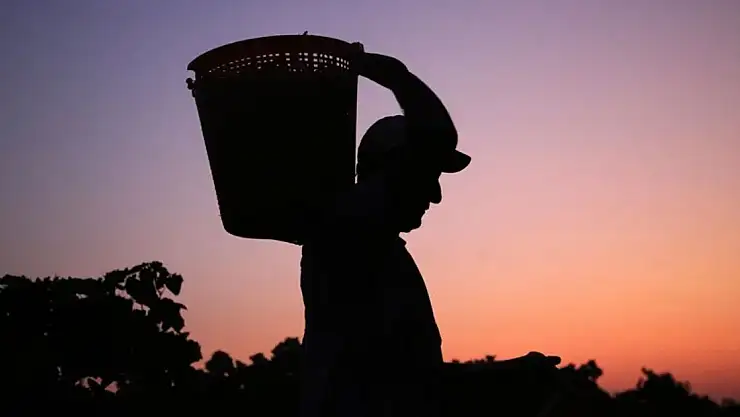 Çekirdeksiz kuru üzüm ihracatı yükseldi