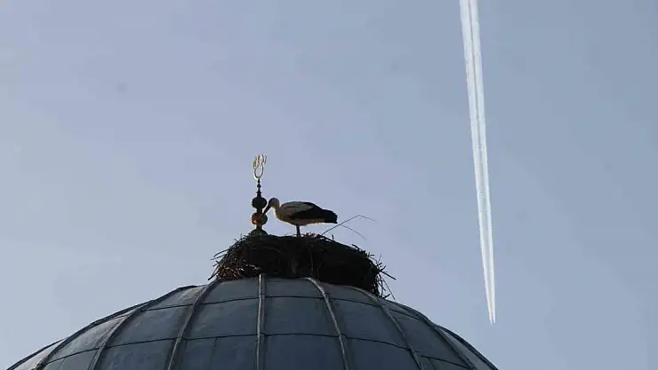 Leylekler 10 yıldır aynı camide yuvalarını kuruyor