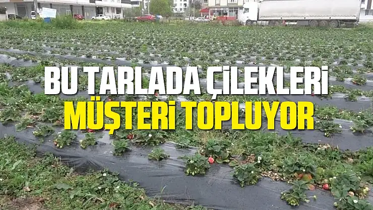 Bu tarlada çilekleri müşteriler topluyor