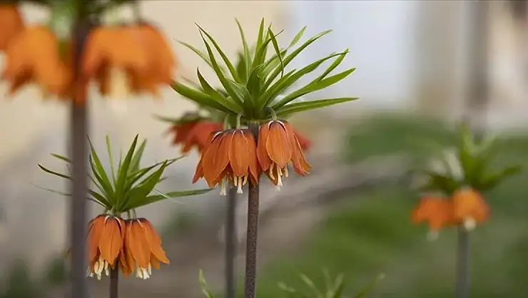 Tunceli'de ilkbaharın gelişiyle ters laleler açtı