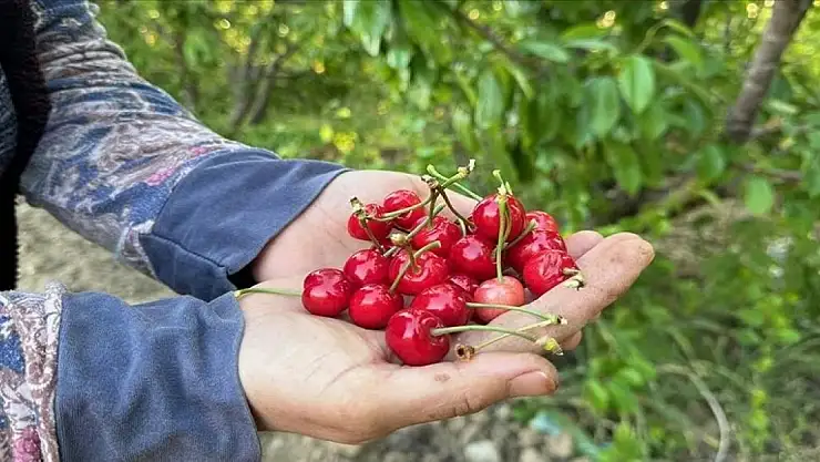 Erkenci kiraz üretim merkezi Manisa'da sezonun ilk hasadı yapıldı