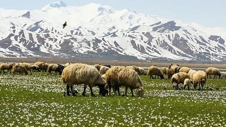 Hakkari'de besiciler hayvanlarını yeşeren meralara çıkarmaya başladı