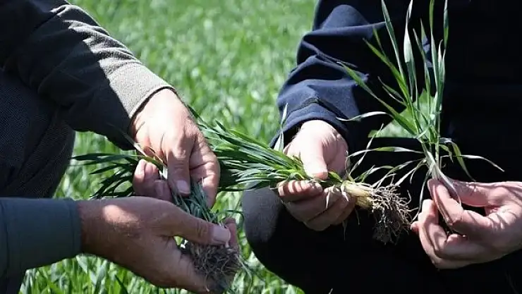 Konya'da hububat ürünlerinde bitki gelişimi iyi