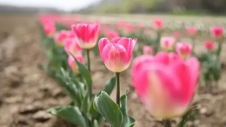 Tıbbi aromatik bitkiler çiftçilere örnek oluyor