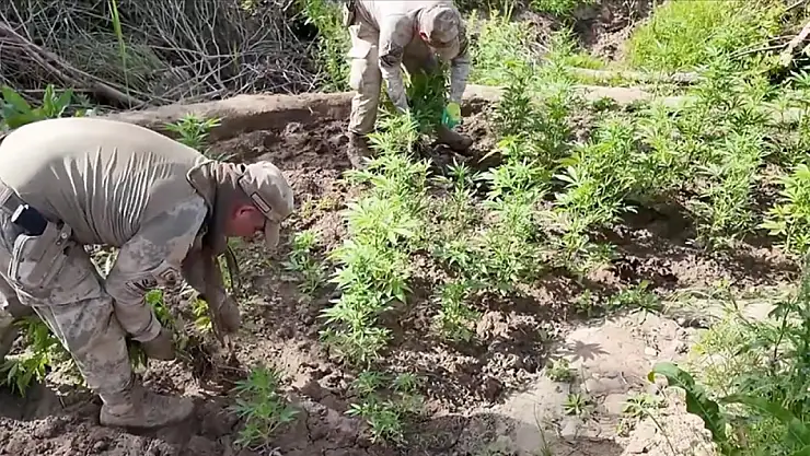 12 milyon 389 bin kök kenevir ve skunk ele geçirildi