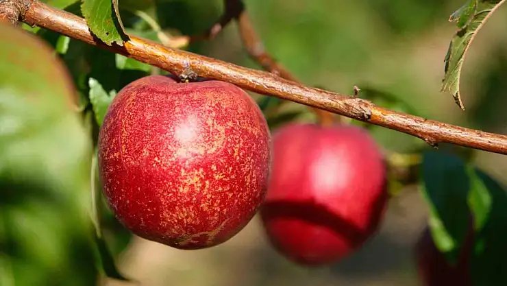 120 çeşidiyle 'koleksiyon bahçesi' oluşturdular