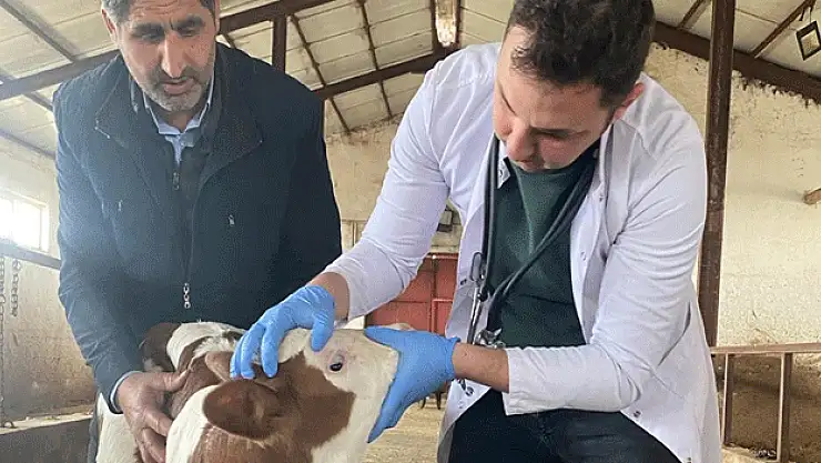 Buzağı Ölümlerine Son