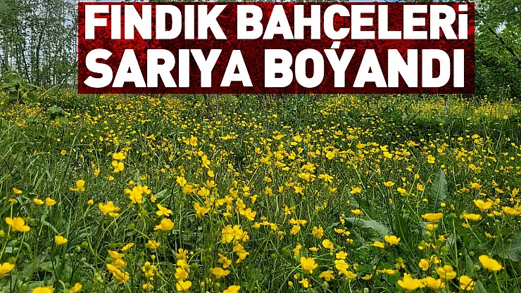 fındık bahçeleri sarıya boyandı
