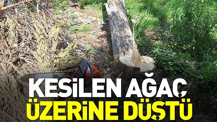 KESİLEN AĞAÇ ÜZERİNE DÜŞTÜ