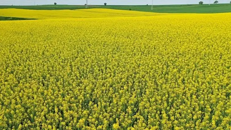 Edirne'de çiçek açan kanolalar tarlaları sarıya boyadı