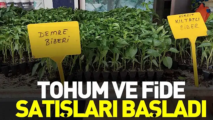 TOHUM VE FİDE SATIŞLARI BAŞLADI
