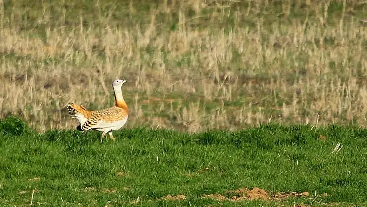 Toy kuşlarına yönelik envanter ve izleme çalışması