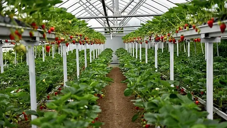 Çileğin Ordu Ekonomisine Katkı Sağlaması Bekleniyor