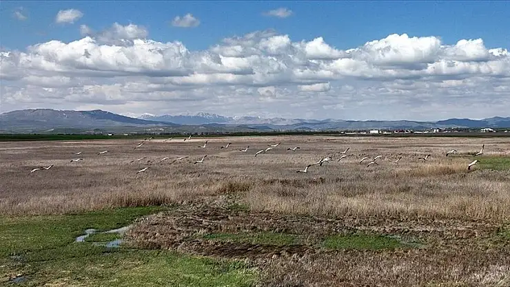 telli turnalar görüntülendi