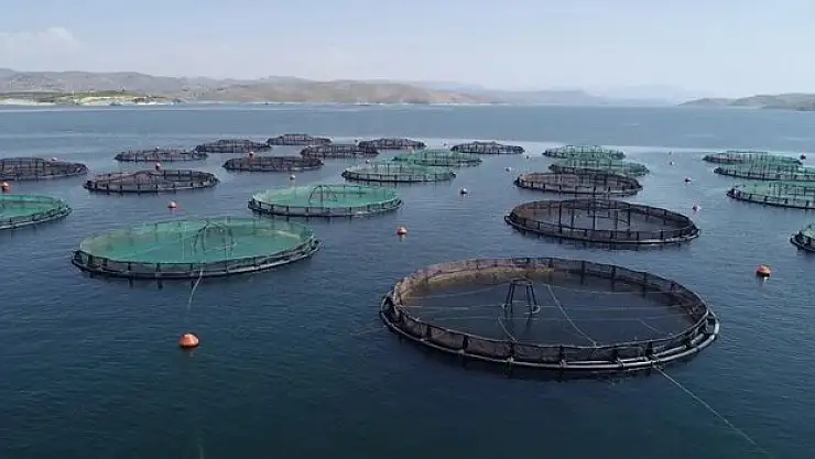 Elazığ, havyar ve Mersin balığında üretim üssü olmaya aday