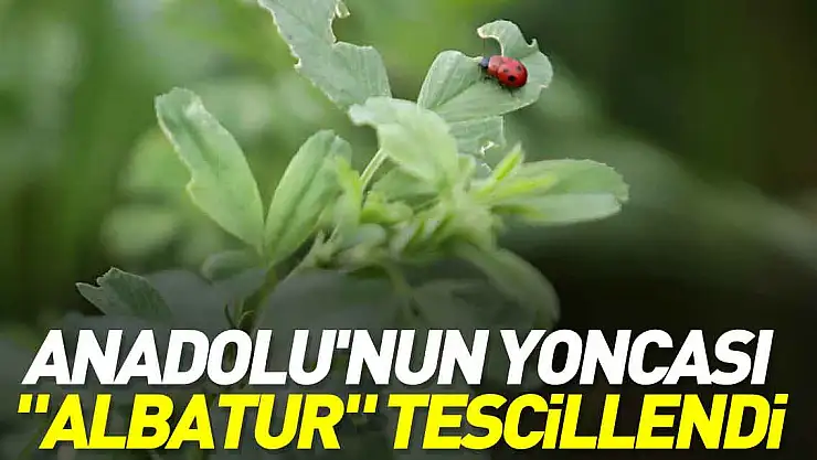 'Albatur' tescillendi